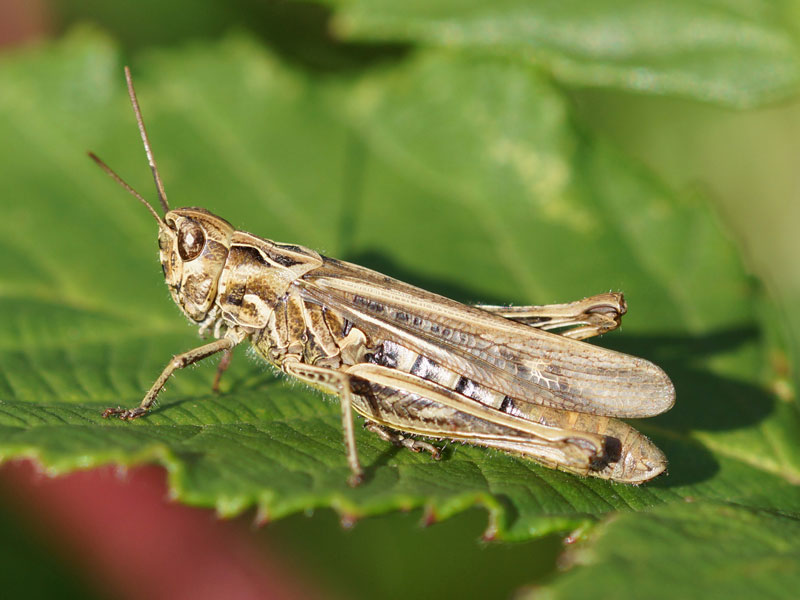 Nachtigall-Grashüpfer (Bow-winged Grasshopper, Chorthippus biguttulus), braune Farbvariante; Foto: 29.08.2015, Gelsenkirchen-Ückendorf
