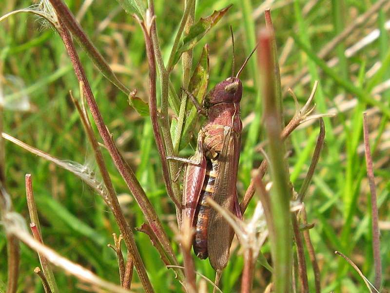 Nachtigall-Grashüpfer (Bow-winged Grasshopper, Chorthippus biguttulus), rosa Farbvariante; Foto: 18.08.2007, Gelsenkirchen-Ückendorf