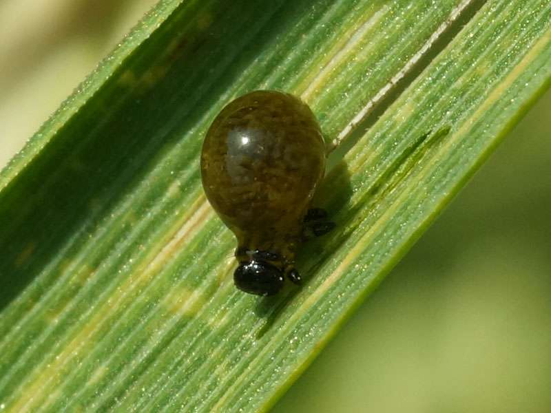 Getreidehähnchen (Artenkomplex) (Cereal Leaf Beetle, Oulema duftschmidi/melanopus), Larve; Foto: 08.06.2016, Bochum-Riemke