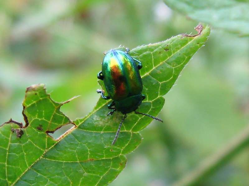 Prächtiger Blattkäfer (Dead-nettle Leaf Beetle, Chrysolina fastuosa); Foto: 10.08.2007, Essen-Heisingen