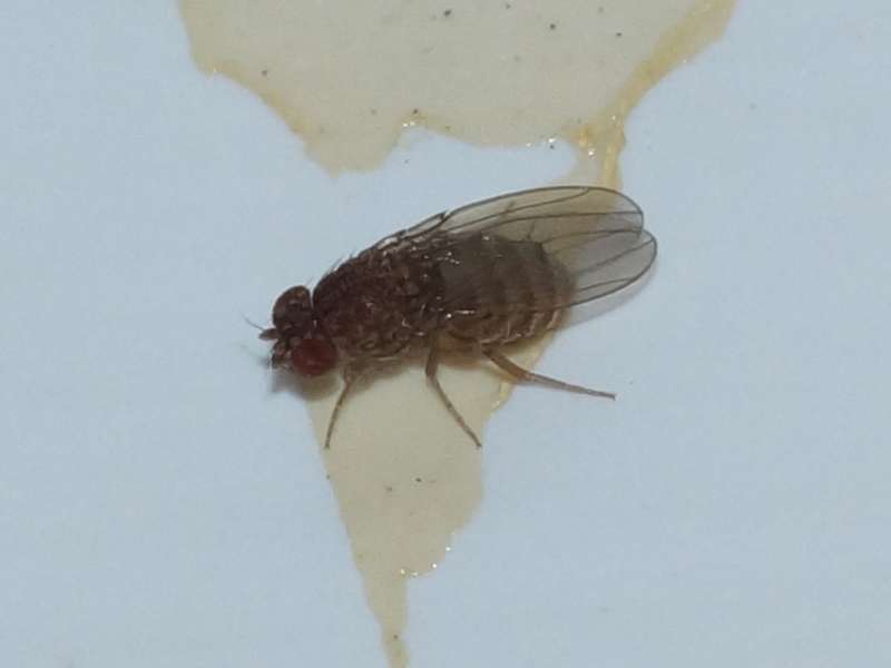Männliche Schwarzbäuchige Fruchtfliege (Common Fruit Fly, Drosophila melanogaster); Foto: 18.08.2016, Essen-Frintrop