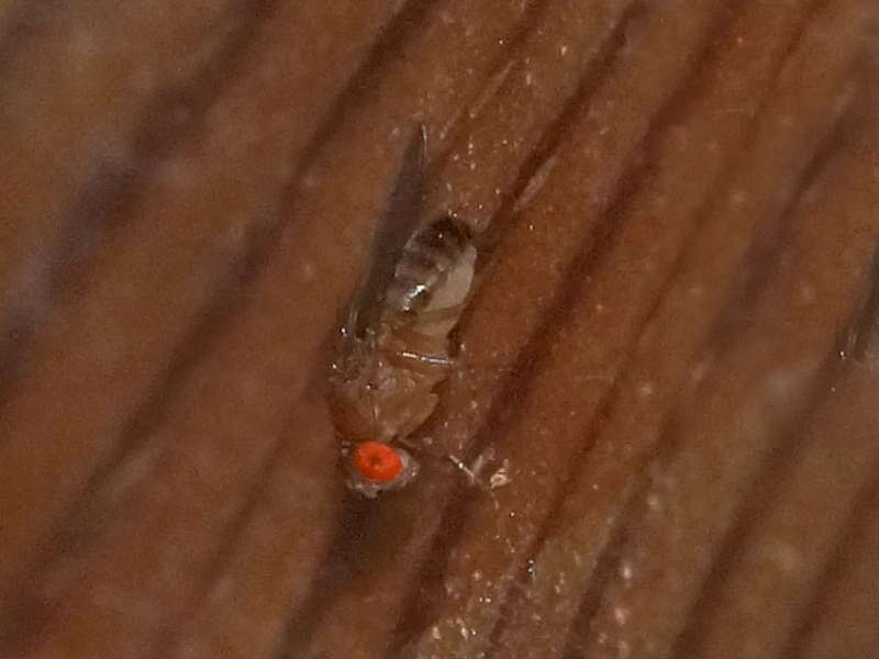 Männliche Schwarzbäuchige Fruchtfliege (Common Fruit Fly, Drosophila melanogaster); Foto: 18.08.2016, Essen-Frintrop