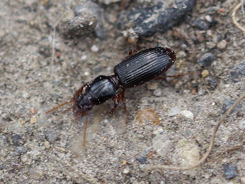 Schwarzbrauner Fingerkäfer (Digger Slope-rumped Beetle, Clivina fossor); Foto: 08.05.2015, NSG Tippelsberg-Berger Mühle, Bochum-Riemke