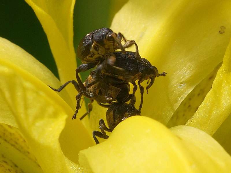 Schwertlilienrüssler (Iris Seed Weevil, Mononychus punctumalbum); Foto: 28.05.2016, Bochum-Querenburg