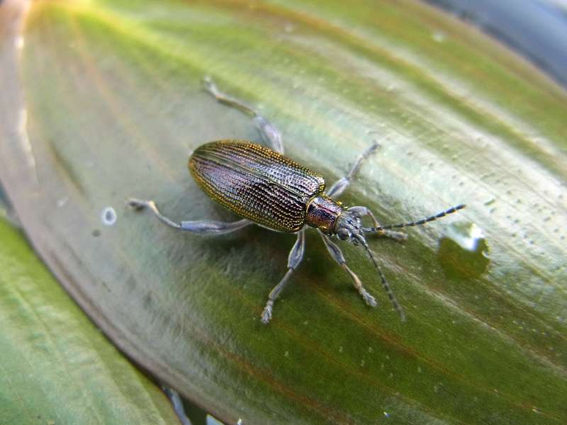 Schwimmlaichkraut-Schilfkäfer (Pondweed Reed Beetle, Donacia versicolorea); 01.06.2014, Bochum-Querenburg