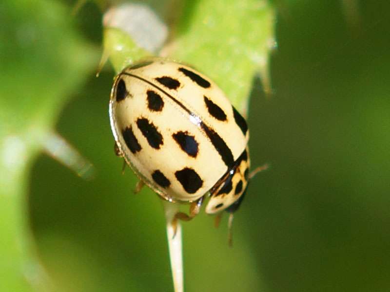 Sechzehnpunkt-Marienkäfer (Sixteen-spot Ladybird, Tytthaspis sedecimpunctata); Foto: 10.07.2015, Hattingen-Niederwenigern