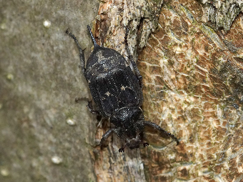 Weiblicher Stolperkäfer (Dung Beetle, Valgus hemipterus); Foto: 11.05.2016, Bochum-Riemke