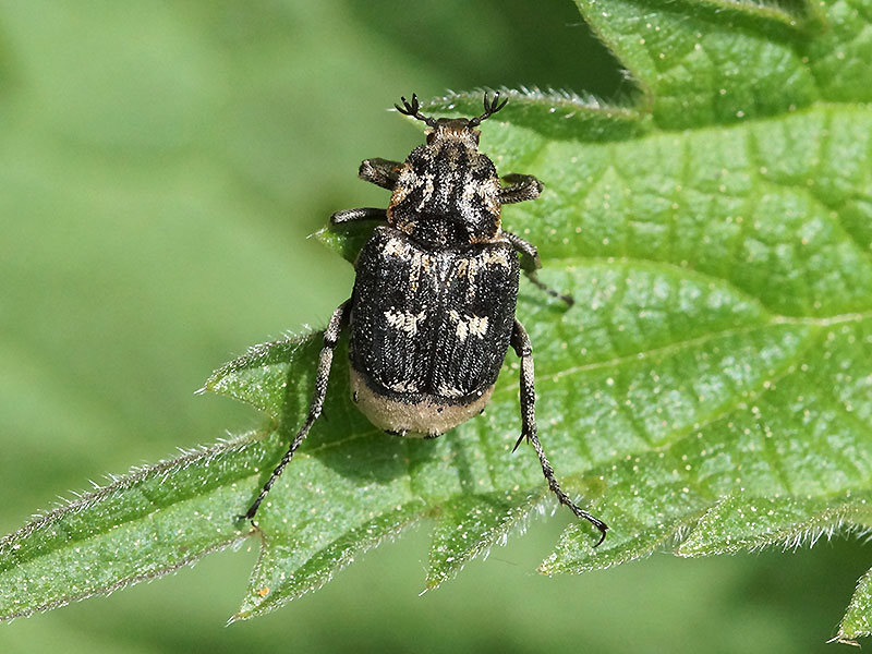 Männlicher Stolperkäfer (Dung Beetle, Valgus hemipterus); Foto: 10.05.2016, Bochum-Riemke