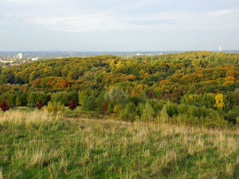 Prächtige Herbstfarben: das waldige Naturschutzgebiet Tippelsberg/Berger Mühle liegt nördlich des Tippelsbergs; Foto: 19.10.2013, Bochum-Riemke