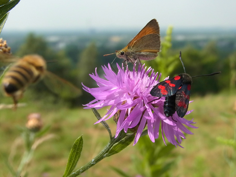 Schmetterlinge auf dem Tippelsberg; Foto: 27.07.2014, Bochum-Riemke