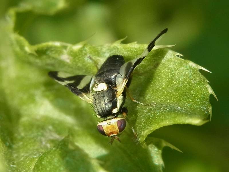 Ackerdistel-Bohrfliege (Canada Thistle Gall Fly, Urophora cardui); Foto: 07.06.2014, Dortmund-Bövinghausen