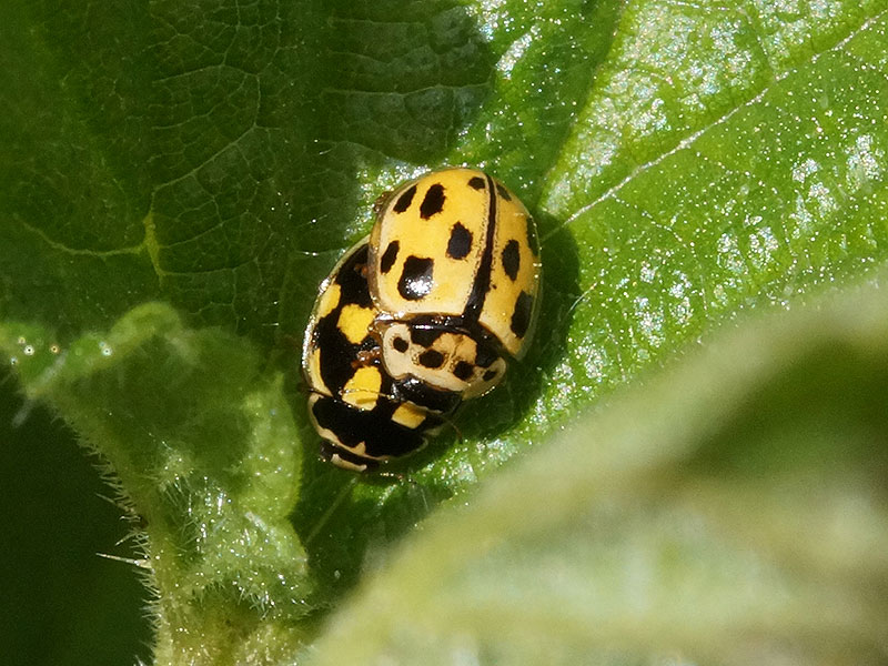 Vierzehnpunkt-Marienkäfer (Fourteen-spotted Lady Beetle, Propylea quatuordecimpunctata), helle und dunkle Variante; 04.05.2016, Herne-Holthausen