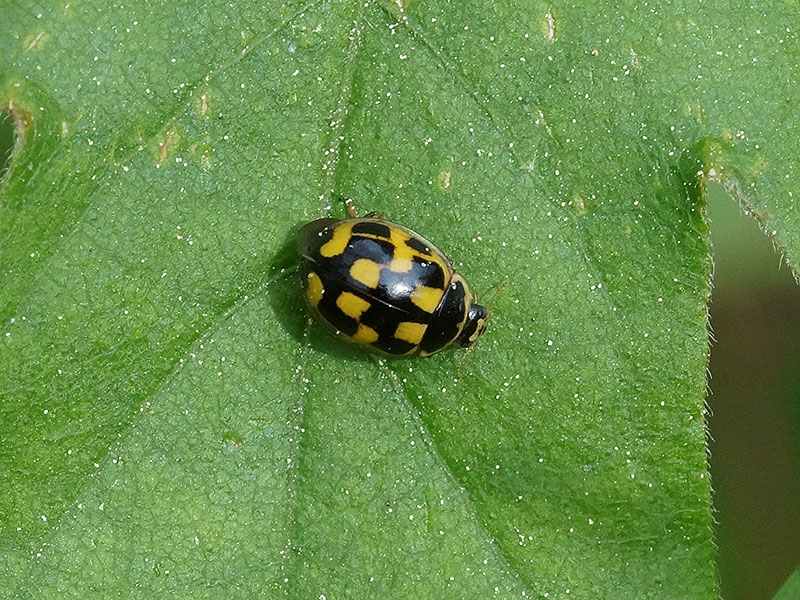 Vierzehnpunkt-Marienkäfer (Fourteen-spotted Lady Beetle, Propylea quatuordecimpunctata), dunkle Variante; 10.05.2016, Bochum-Riemke