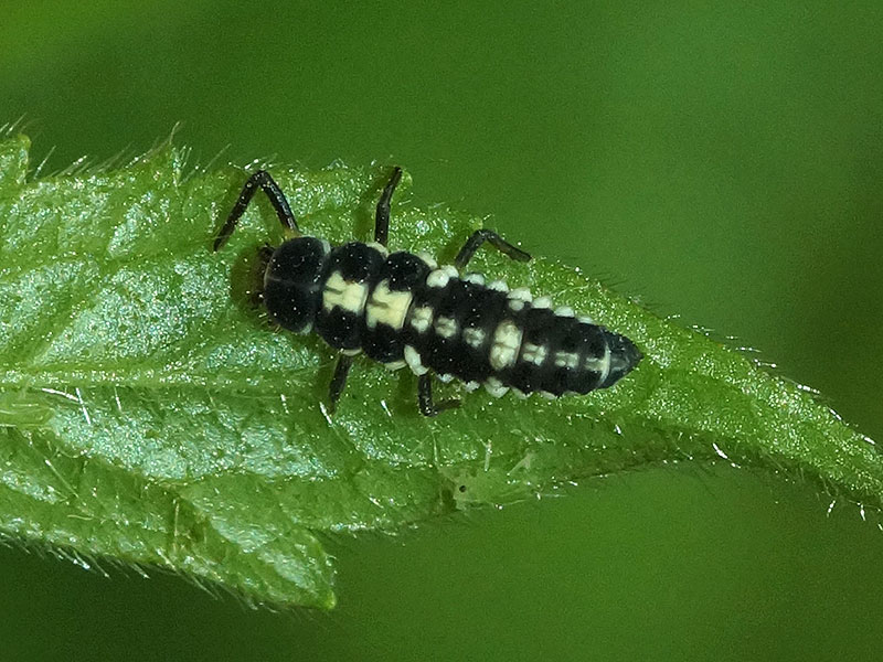 Vierzehnpunkt-Marienkäfer (Fourteen-spotted Lady Beetle, Propylea quatuordecimpunctata), Larve; Foto: 08.06.2016, Bochum-Riemke