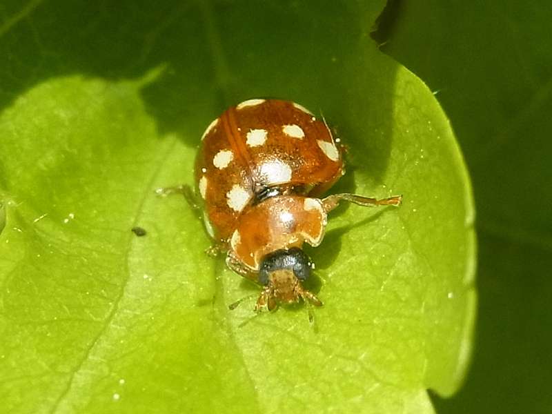 Vierzehntropfiger Marienkäfer (Cream-spotted Lady Beetle, Calvia quatuordecimguttata); Foto: 03.05.2015, Bochum-Riemke