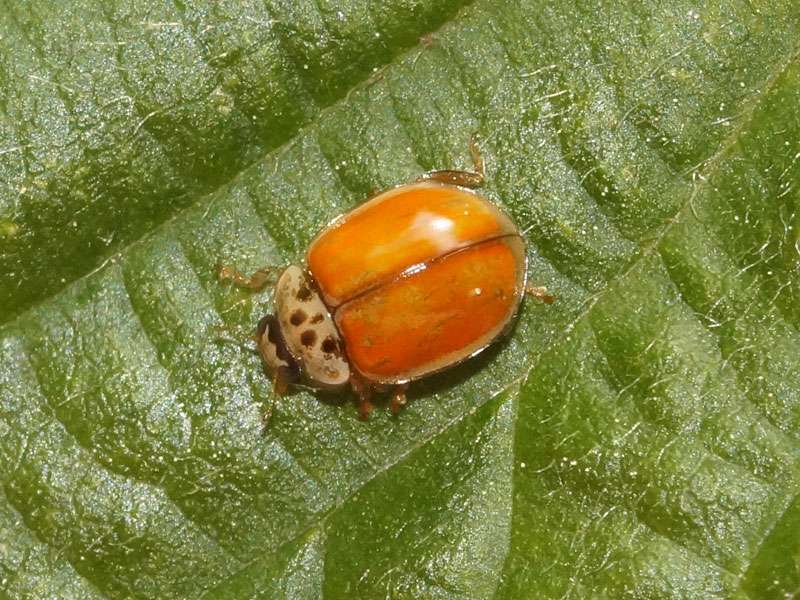 Zehnpunkt-Marienkäfer (10-spot Lady Beetle, Adalia decempunctata); Foto: 14.05.2017, Essen-Frintrop