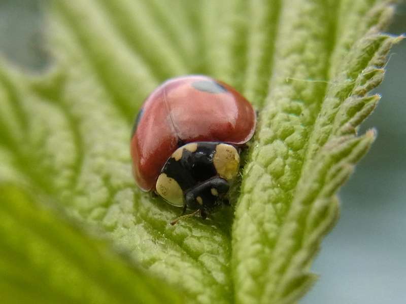 Zweipunkt-Marienkäfer (Two-spotted Lady Beetle, Adalia bipunctata), rote Variante; Foto: 24.05.2014, Hattingen-Niederwenigern