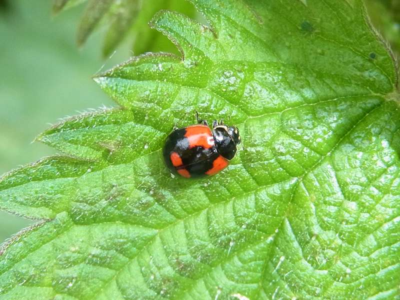 Zweipunkt-Marienkäfer (Two-spotted Lady Beetle, Adalia bipunctata), schwarze Variante; Foto: 24.05.2014, Hattingen-Niederwenigern