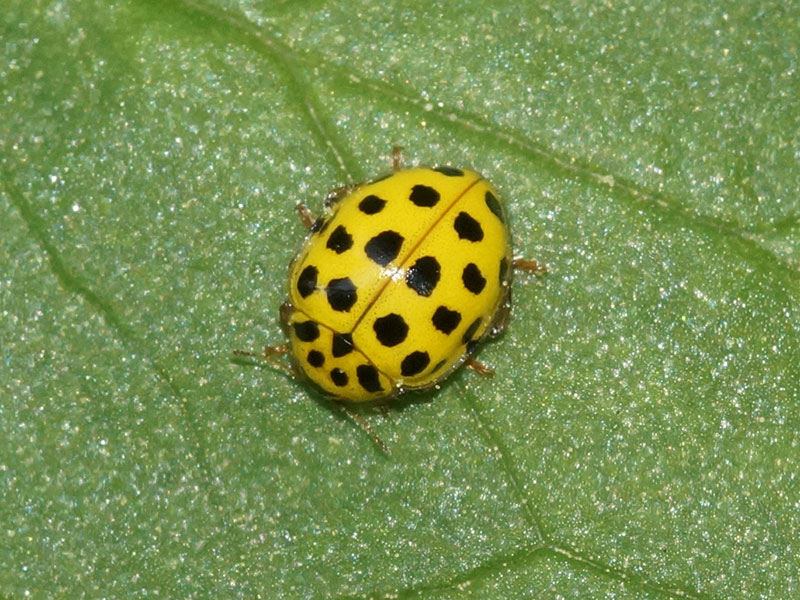 Zweiundzwanzigpunkt-Marienkäfer (22-spot Ladybird, Psyllobora vigintiduopunctata); Foto: 19.04.2018, Essen-Borbeck