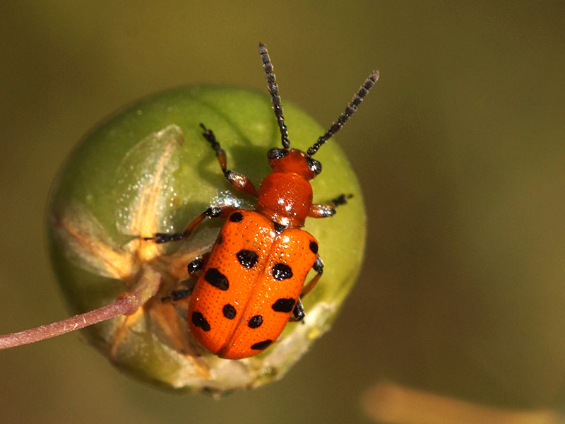 Zwölfpunkt-Spargelkäfer (Twelve-spotted Asparagus Beetle, Crioceris duodecimpunctata); Foto: 01.07.2018, Essen-Dellwig