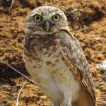 Eigentliche Eulen (True Owls, Strigidae)