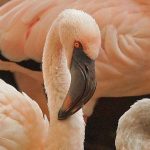 Flamingos (Flamingos, Phoenicopteridae)