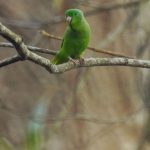 Eigentliche Papageien (True Parrots, Psittacidae)