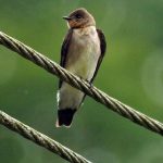 Schwalben (Swallows and Martins, Hirundinidae)
