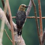 Spechte (Woodpeckers, Picidae)