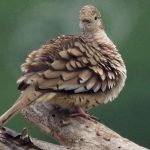 Tauben (Pigeons and Doves, Columbidae)