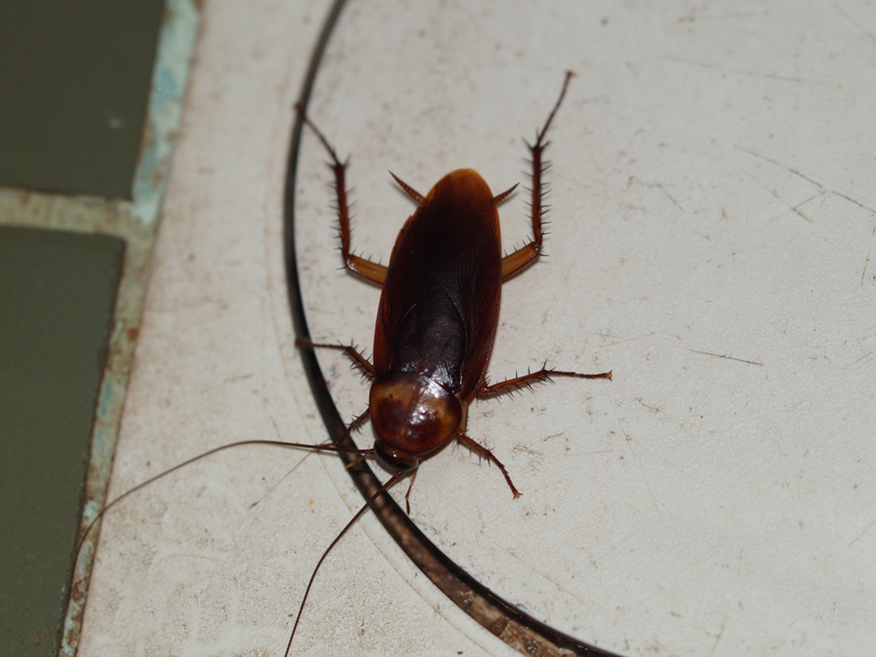 Amerikanische Großschabe (American Cockroach, Periplaneta americana); Foto: 11.09.2015, Kitulgala
