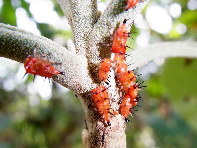 Antianthe expansa, Larven (Keeled Treehopper, larvae); Foto: 15.04.2013, Casa Maria, Nähe Bejuma