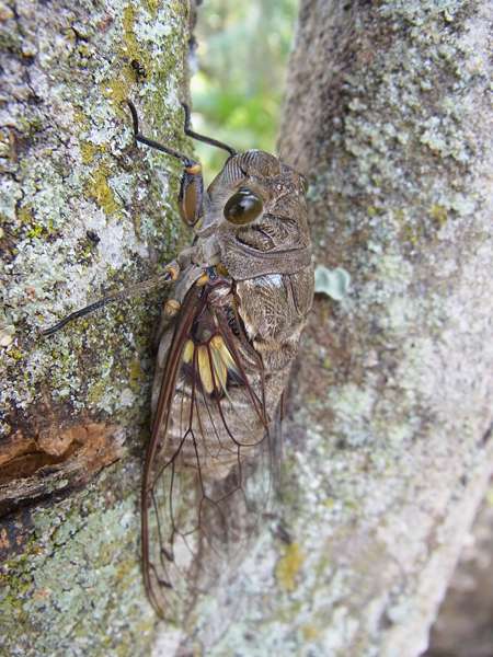 Quesada gigas (Giant Cicada); Foto: 15.04.2013, Casa Maria, Nähe Bejuma