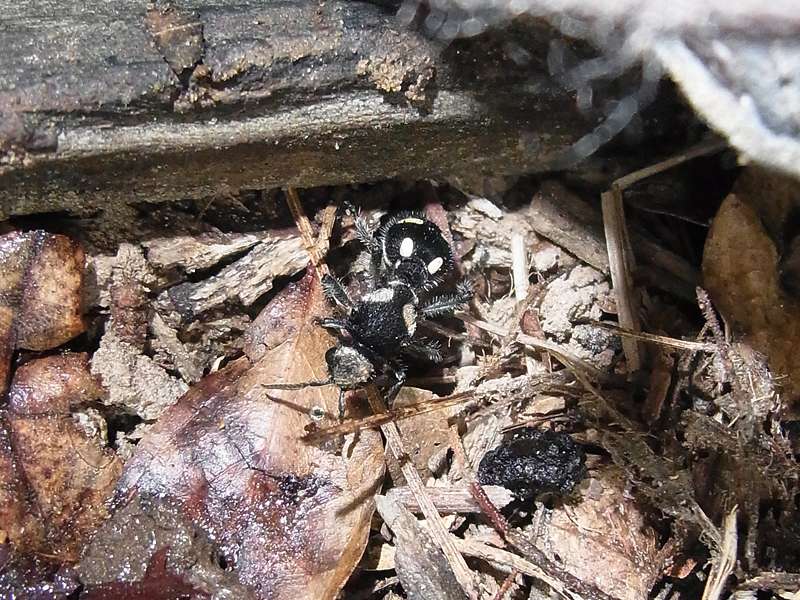 Ameisenwespe (Mutillidae sp.) in der Quebrada Agua Clara; Foto: 18.04.2013, Nähe Canoabo