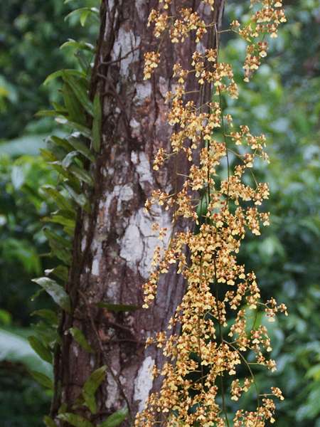 Baum mit Orchidee im Palmichal Forest Reserve; Foto: 20.04.2013, Nähe Bejuma