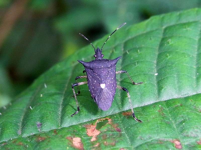 Proxys punctulatus (Black Stink Bug); Foto: 22.04.2013, Cerro San Isidro, Carabobo