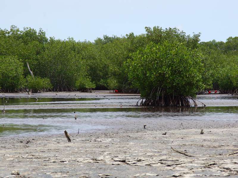 Schlickfläche mit Mangroven im Morrocoy-Nationalpark; Foto: 23.04.2013, Nähe Tucacas
