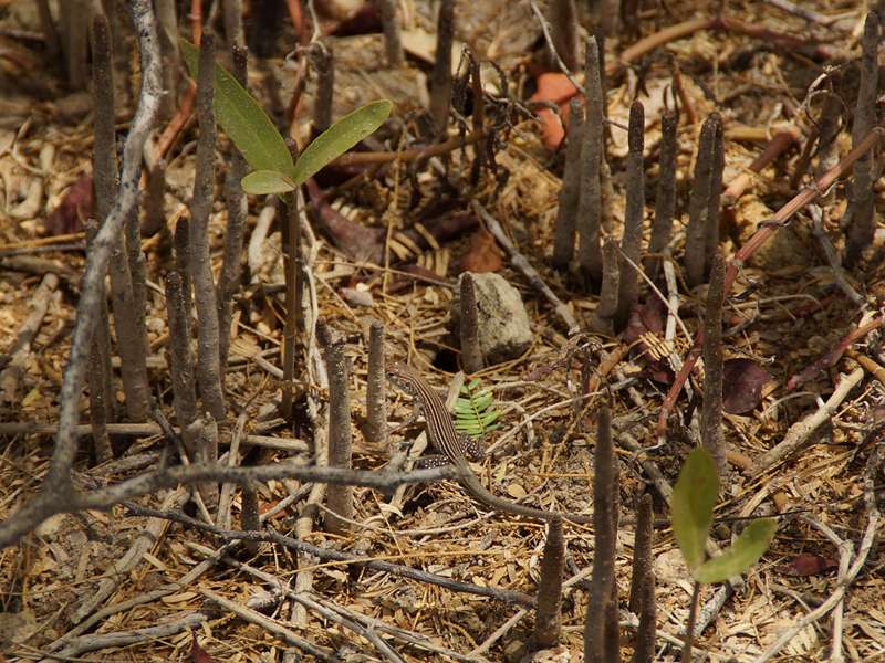 Perfekt getarnte Tüpfelrennechse (Cnemidophorus lemniscatus) zwischen Mangrovenatemwurzeln im Morrocoy-Nationalpark; Foto: 23.04.2013, Nähe Tucacas