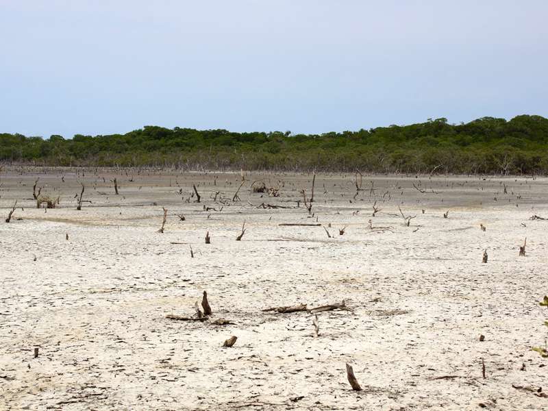 Ausgetrocknete Schlickfläche in der Trockenzeit im Morrocoy-Nationalpark; Foto: 23.04.2013, Nähe Tucacas