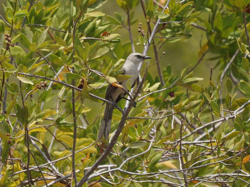 Tropenspottdrossel (Tropical Mockingbird, Mimus gilvus); Foto: 23.04.2013, Morrocoy-Nationalpark