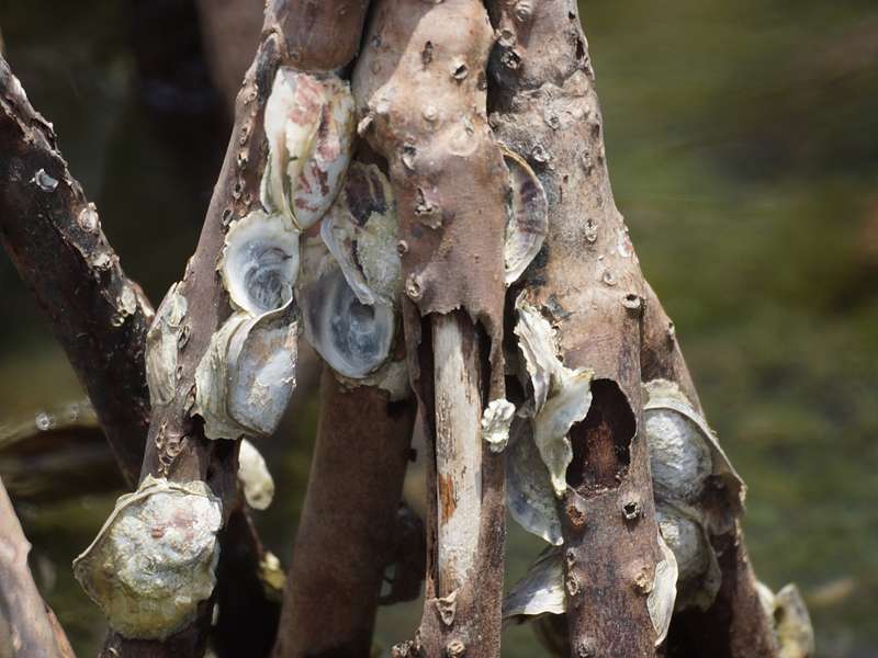 Mangrovenwurzel mit Bewuchs im Morrocoy-Nationalpark; Foto: 23.04.2013, Nähe Tucacas