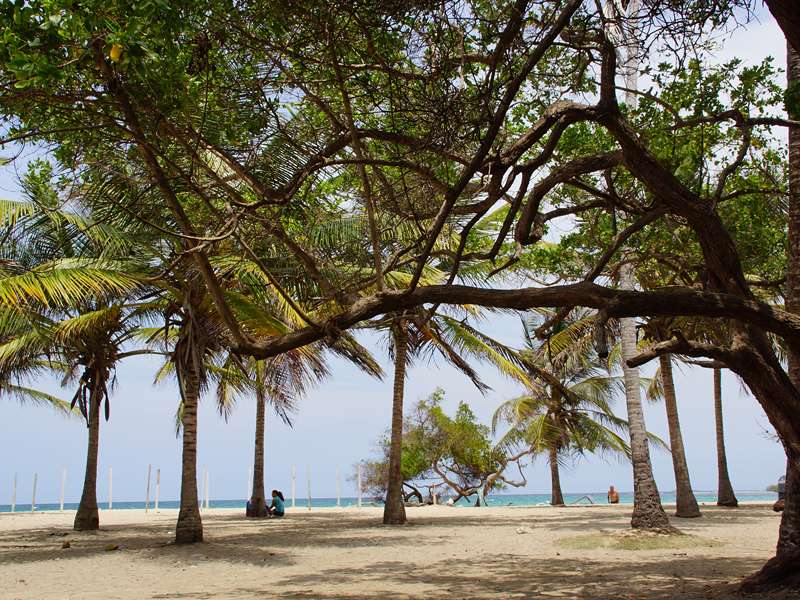 Im kleinen Palmenbestand am Strand des Cayo Punta Brava im Morrocoy-Nationalpark; Foto: 23.04.2013, Nähe Tucacas