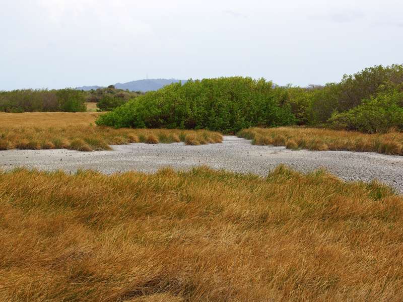 Trockene Schlickfläche am Rand der Lagune im Cuare-Schutzgebiet; Foto: 23.04.2013, Nähe Chichiriviche