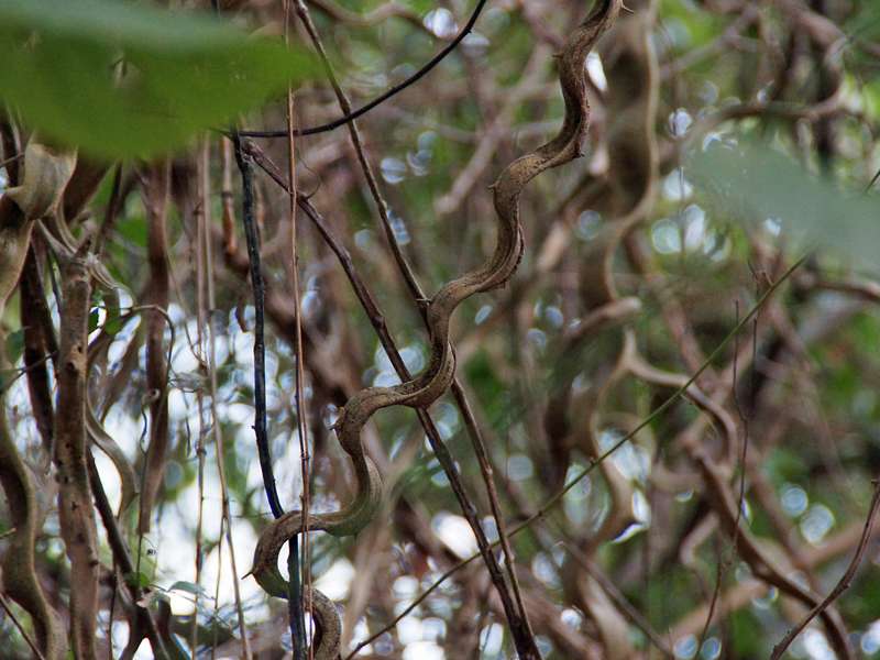 Bauhinia glabraim Morrocoy-Nationalpark; Foto: 23.04.2013, Nähe Tucacas
