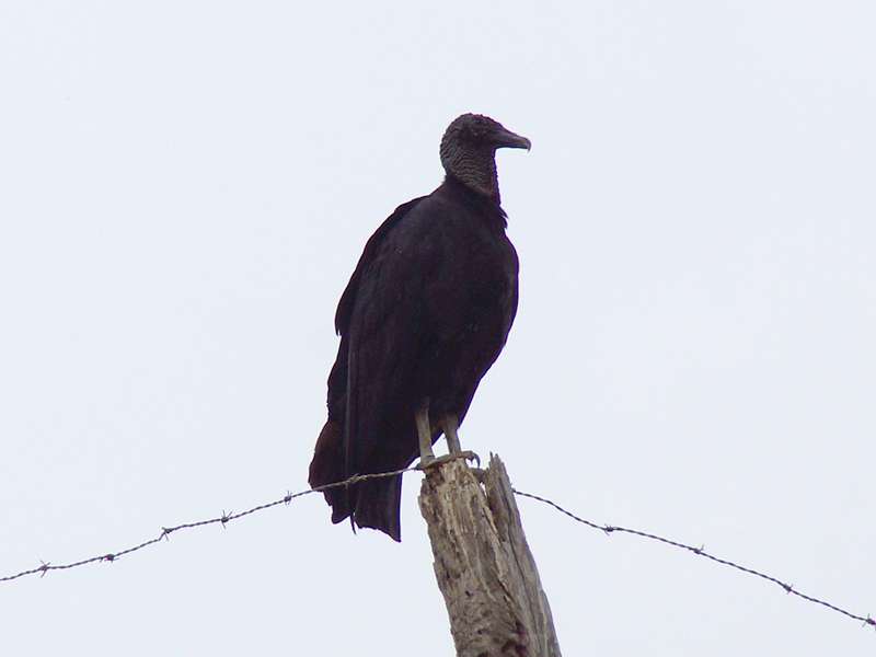Rabengeier (American Black Vulture, Coragyps atratus); Foto: 18.04.2013, Nähe Canoabo