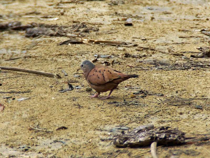 Rosttäubchen (Ruddy Ground Dove, Columbina talpacoti); Foto: 18.04.2013, Nähe Canoabo