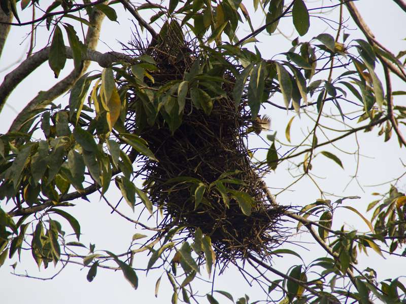 Nest des Rotstirn-Bündelnisters (Rufous-fronted Thornbird, Phacellodomus rufifrons); Foto: 21.04.2013, Casa Maria, Nähe Bejuma