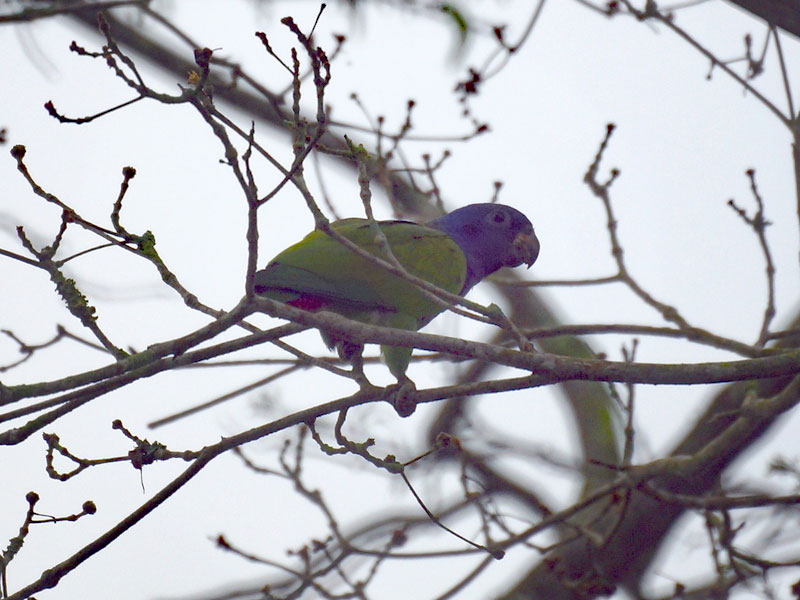 Schwarzohrpapagei (Blue-headed Parrot, Pionus menstruus); Foto: 21.04.2013, Casa Maria, Nähe Bejuma