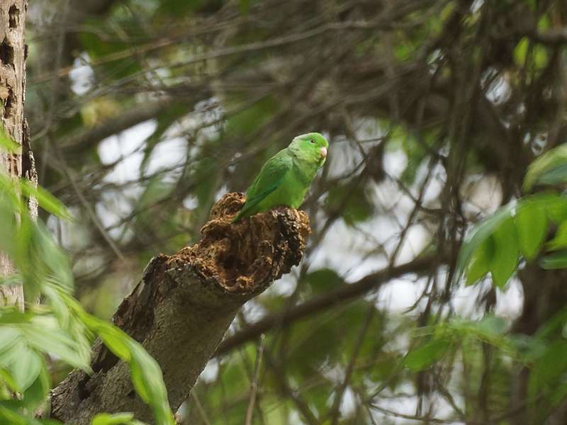 Grünbürzel-Sperlingspapagei (Green-rumped Parrotlet, Forpus passerinus); Foto: 21.04.2013, Casa Maria, Nähe Bejuma