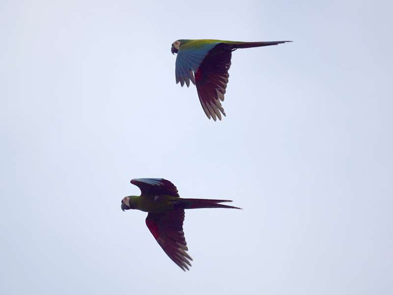 Rotbugara (Chestnut-fronted Macaw, Ara severus); Foto: 21.04.2013, Nähe San Pablo, Yarakuy